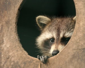 racoon_hiding